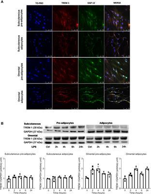 Triggering receptor expressed on myeloid cells-1 deletion in mice attenuates high-fat diet-induced obesity